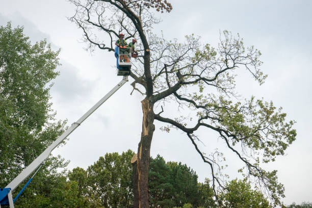 Best Affordable Tree Service  in Westlake Vlage, IL